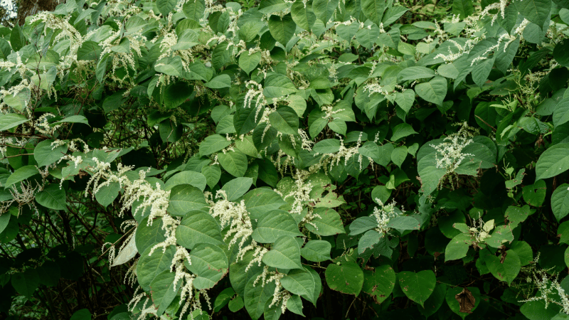 Der japanische Staudenknöterich verdrängt heimische Pflanzen. © Canva Japanischer Staudenknöterich in voller Blüte.