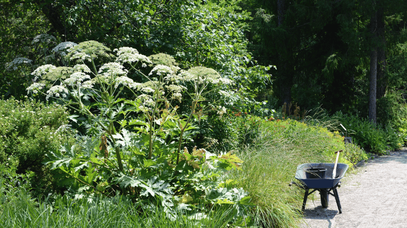 Den Riesenbärenklau sollte man nicht berühren! © Canva Riesenbärenklau in Blüte.